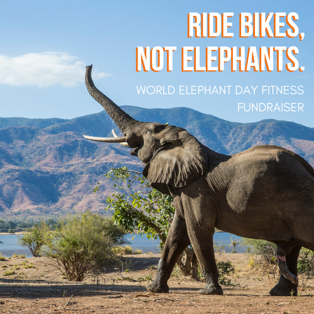 Ride Bikes, Not Elephants!